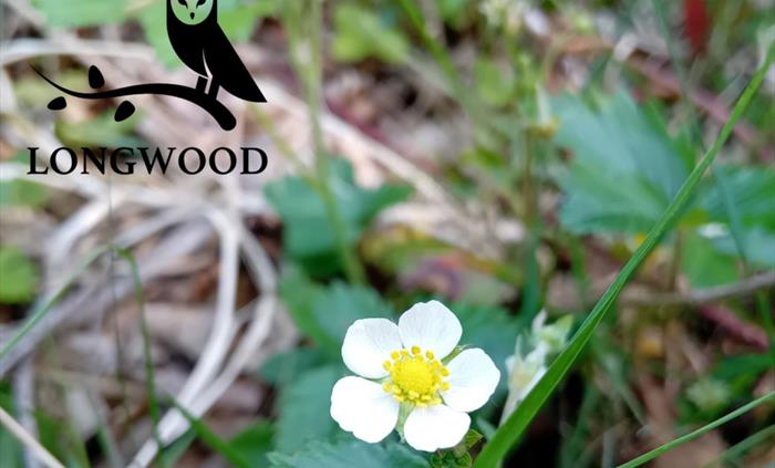 Woodland strawberry